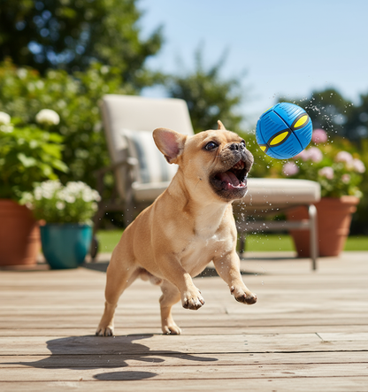 Bulldog Francés jugando en terraza